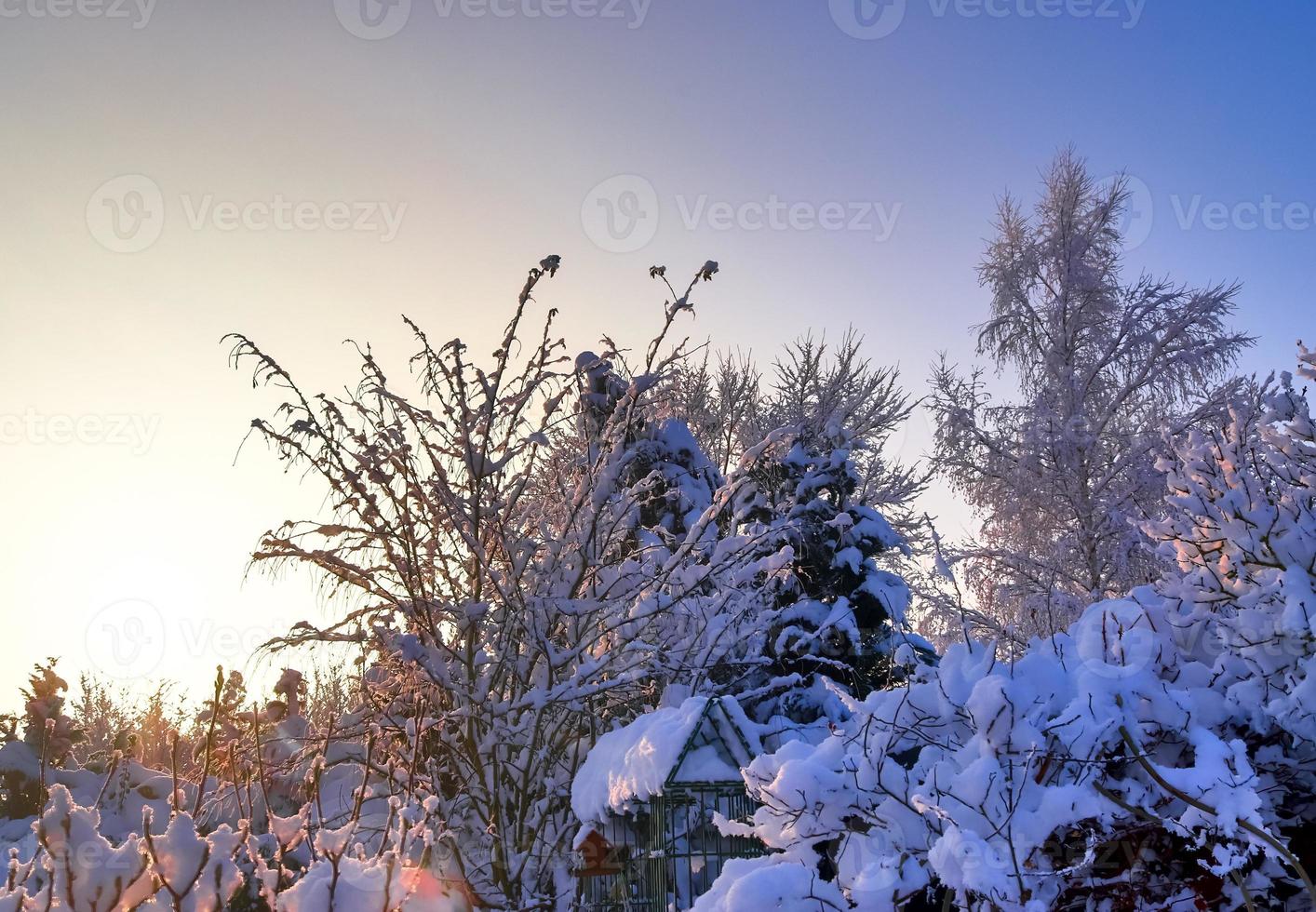 bellissimo scatti di alberi dopo pesante nevicata nel soleggiato tempo atmosferico. foto