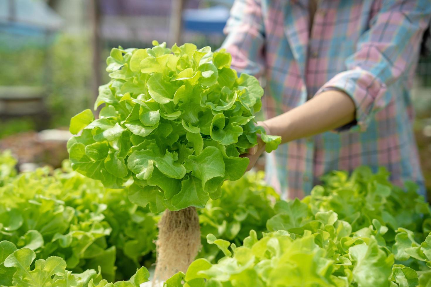 biologico agricoltura, insalata azienda agricola. agricoltori raccogliere insalata verdure in di legno scatole nel piovoso. idroponica verdura crescere naturalmente. serra giardino, ecologico biologico, sano, vegetariano, ecologia foto