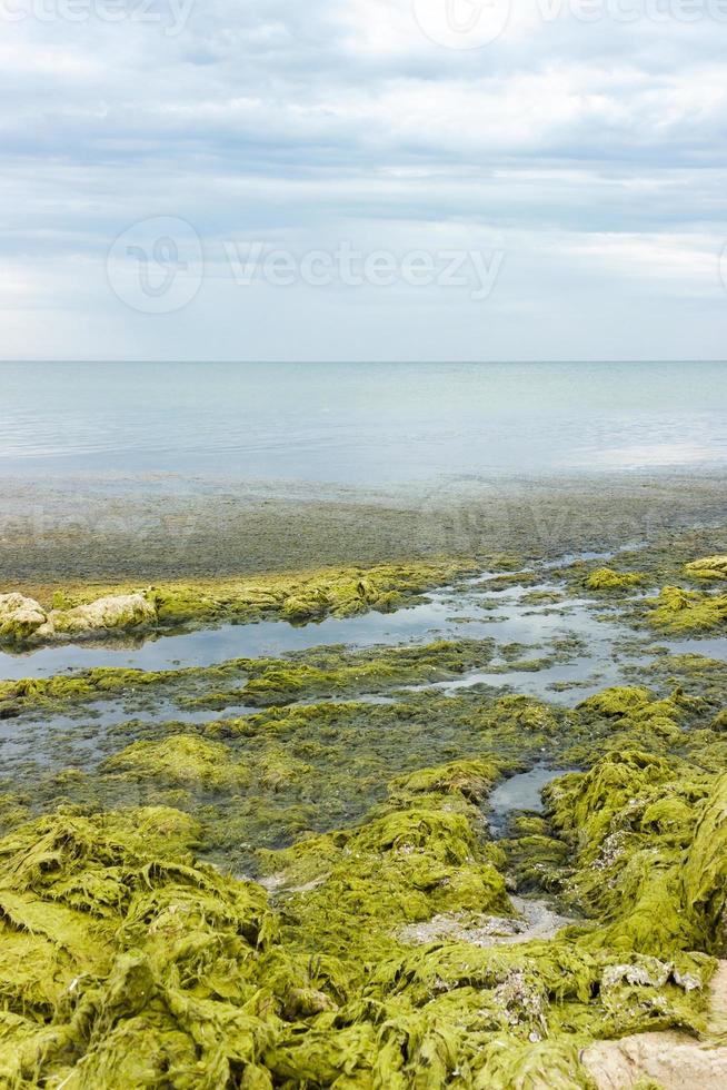 alga marina a Basso marea su il spiaggia nel un' piovoso grigio giorno. ecologia e naturale disastri concetto foto