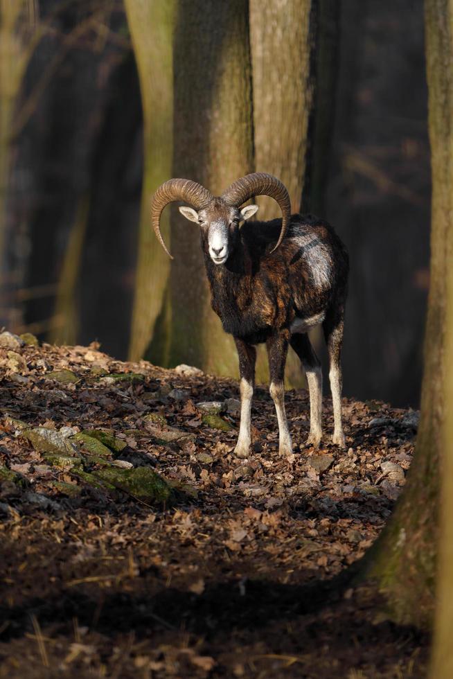 muflone nel foresta foto