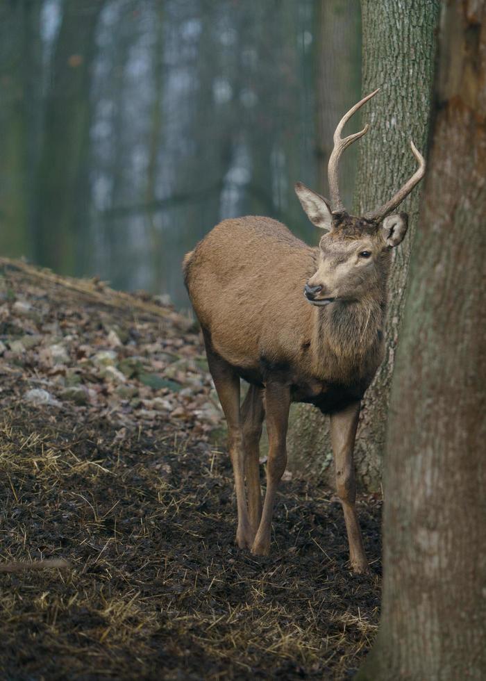 rosso cervo nel foresta foto