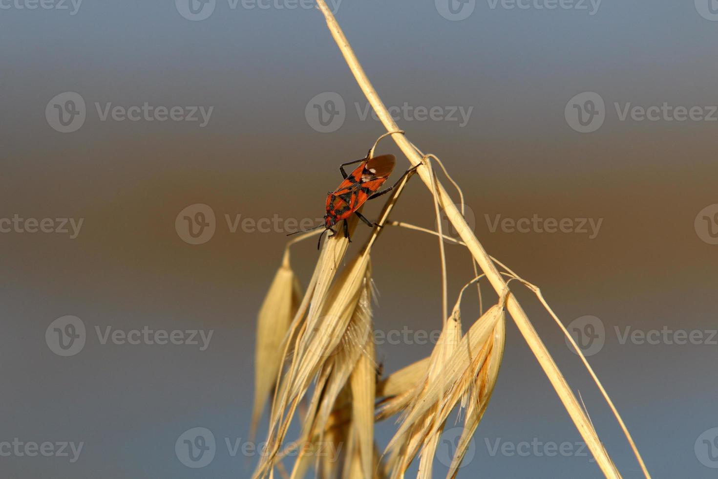 insetti siamo un' classe di invertebrato artropodi. foto