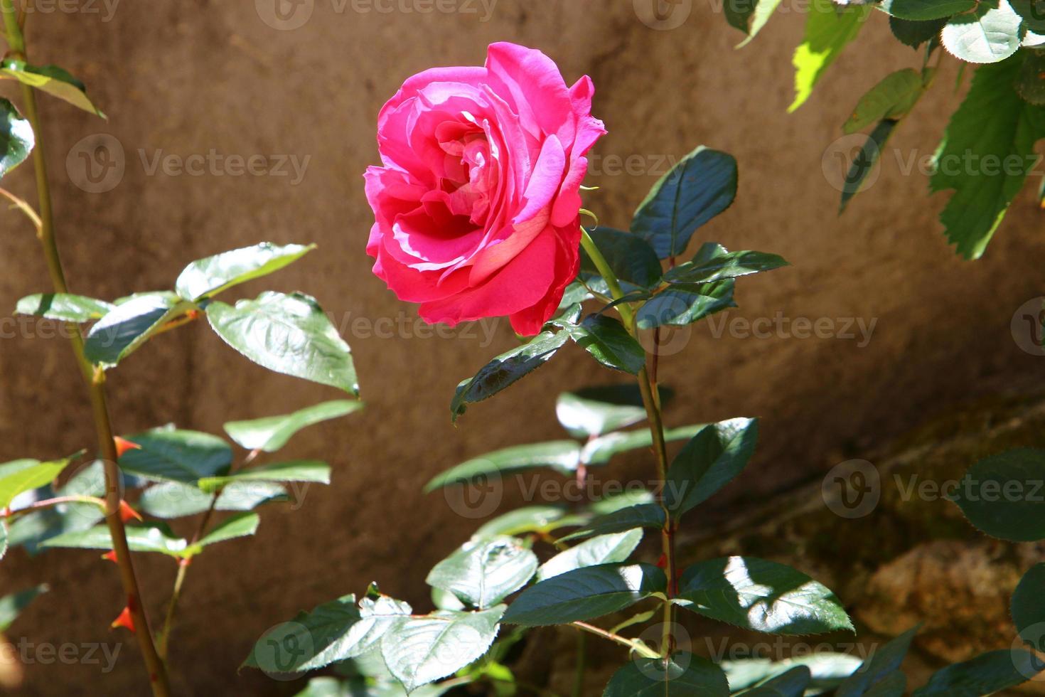 un' selvaggio rosa fiori nel un' città parco nel settentrionale Israele. foto