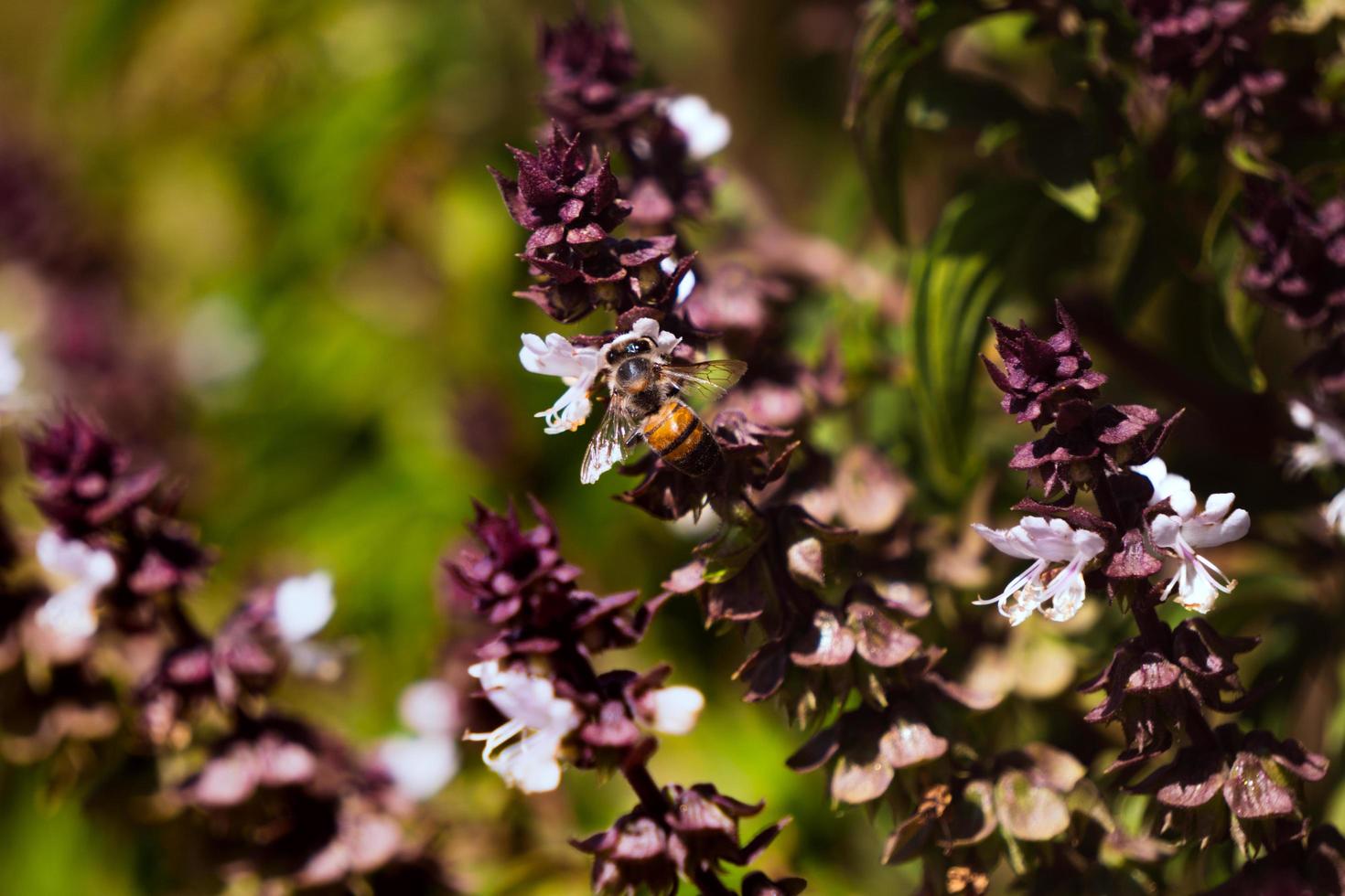 Abeja de sinaloa 3 foto