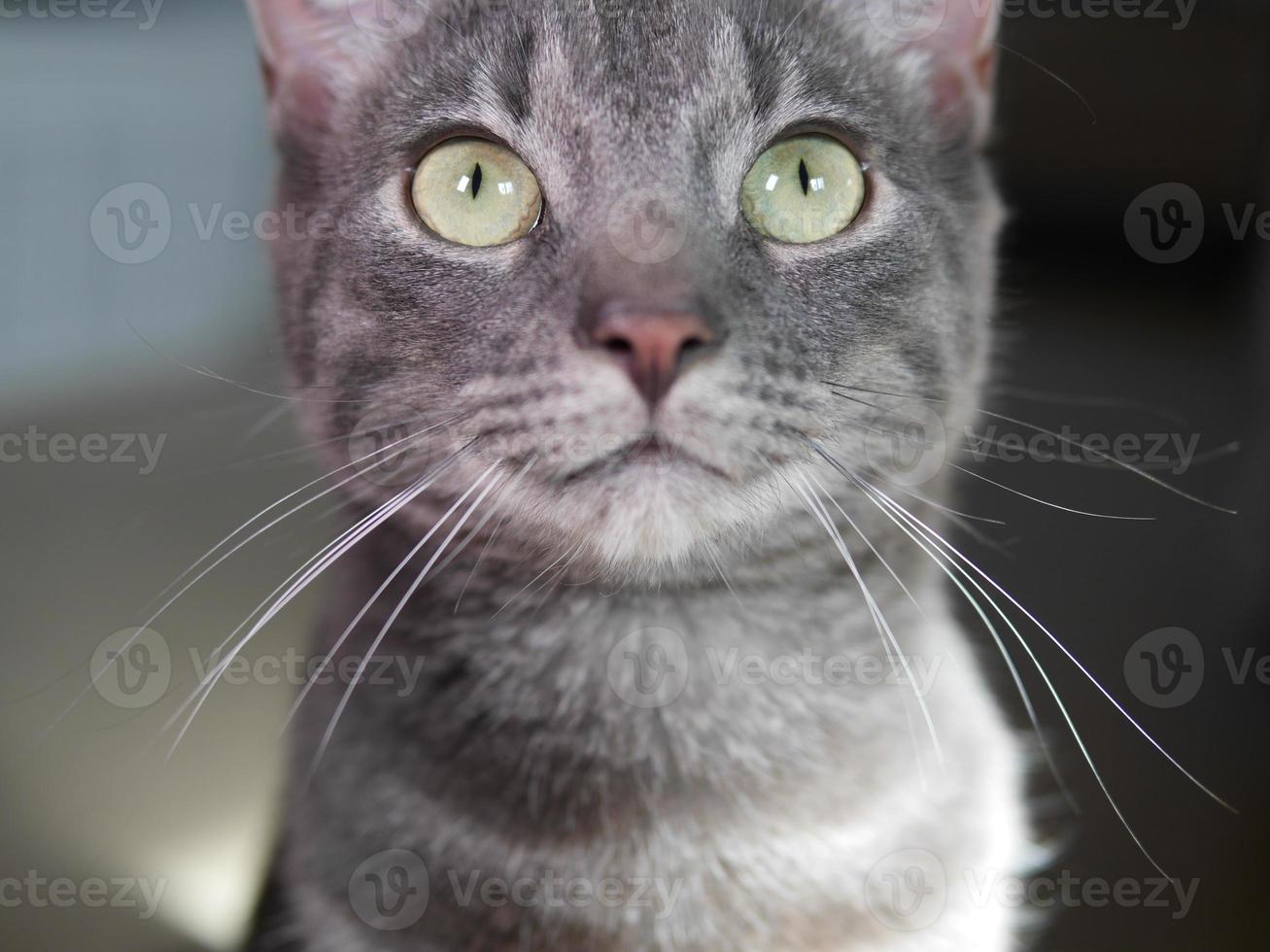 carino grigio gattino con verde occhi e rosso naso foto