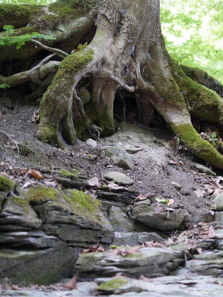 fiume lavato lontano albero radici esposto foto