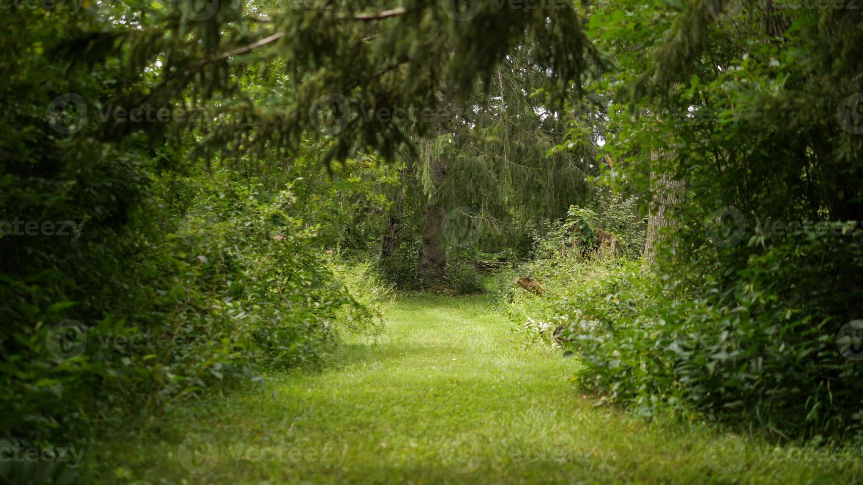 verde palude foresta sentiero sfondo foto