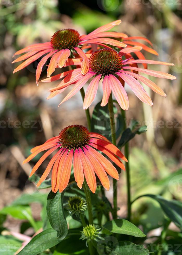 echinacea, echinacea purpurea foto