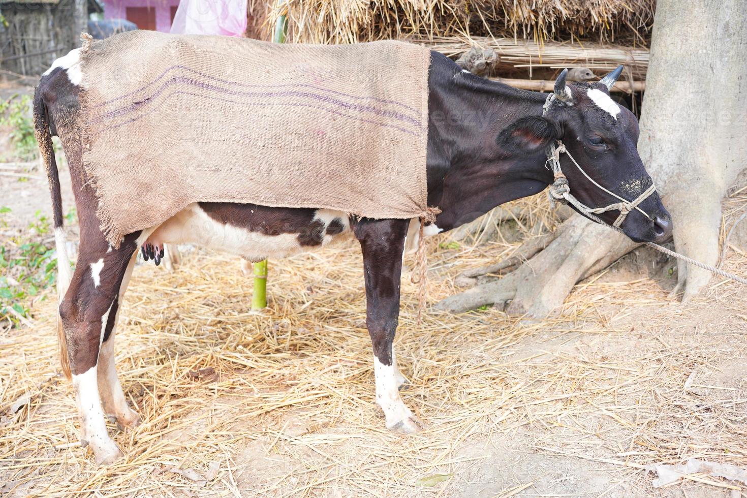 un' mucca coperto con tela di sacco. effetto di acuto inverno o freddo su bestiame animali. foto