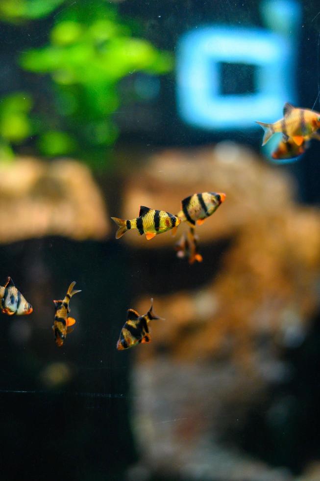 subacqueo mondo. esotico pesce pesce nel un acquario foto