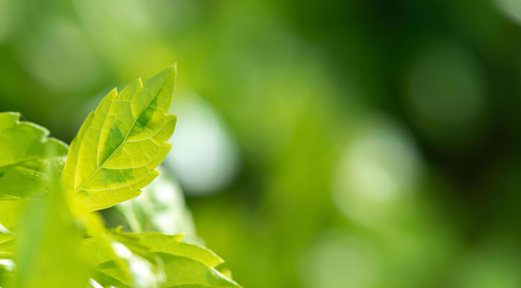 astratto sbalorditivo verde foglia struttura, tropicale foglia fogliame natura verde sfondo foto