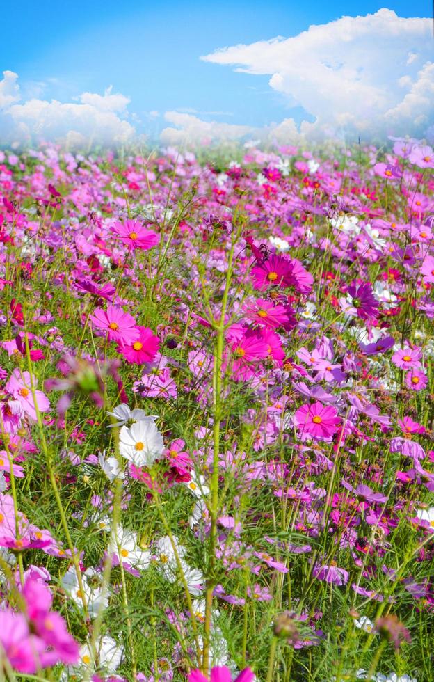 rosa e bianca cosmo campo bellissimo primavera fiori giardino fiorire su luminosa giorno foto