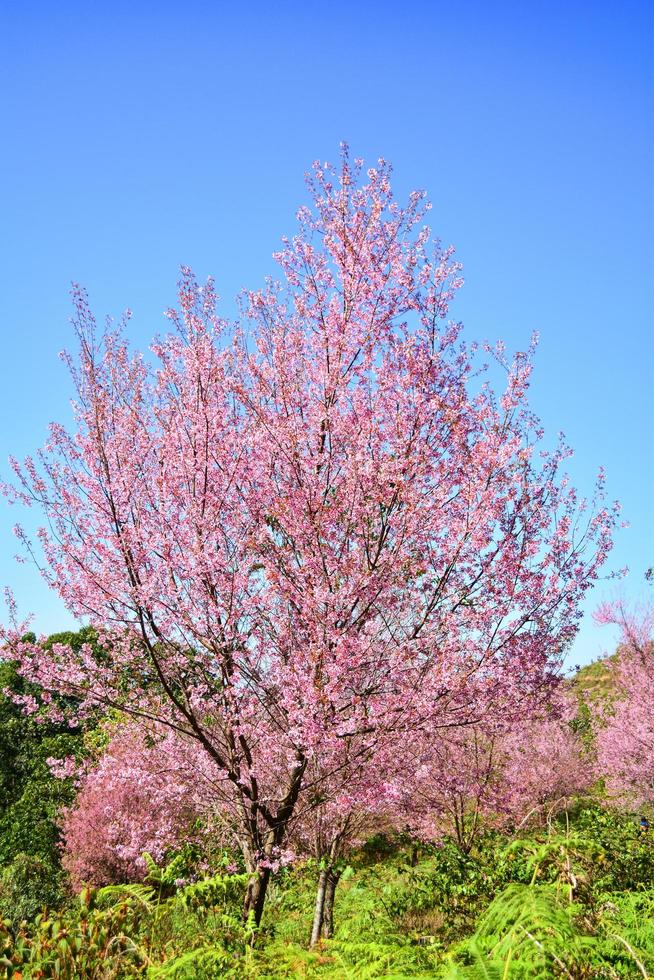 rosa albero di selvaggio himalayano ciliegia fiorire o tailandese sakura fiore albero paesaggio montagna collina foto