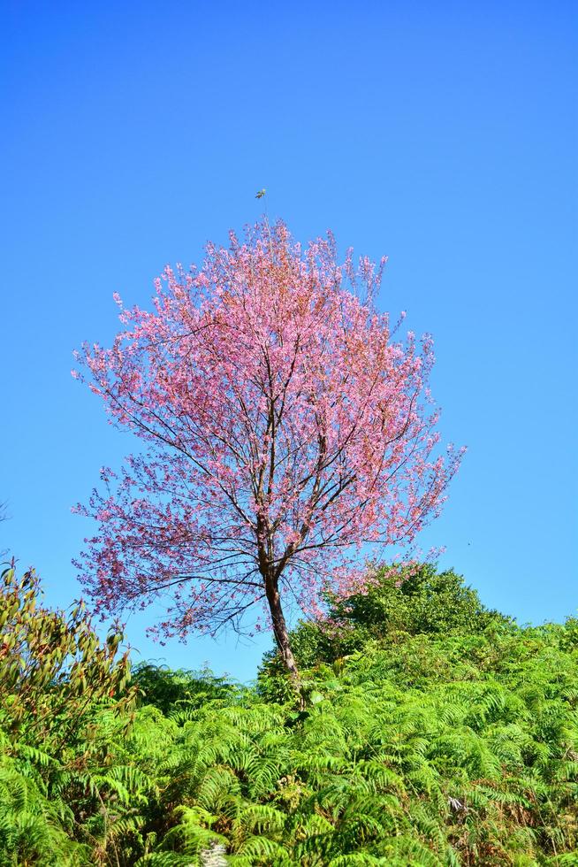 rosa albero di selvaggio himalayano ciliegia fiorire o tailandese sakura fiore albero paesaggio montagna collina foto