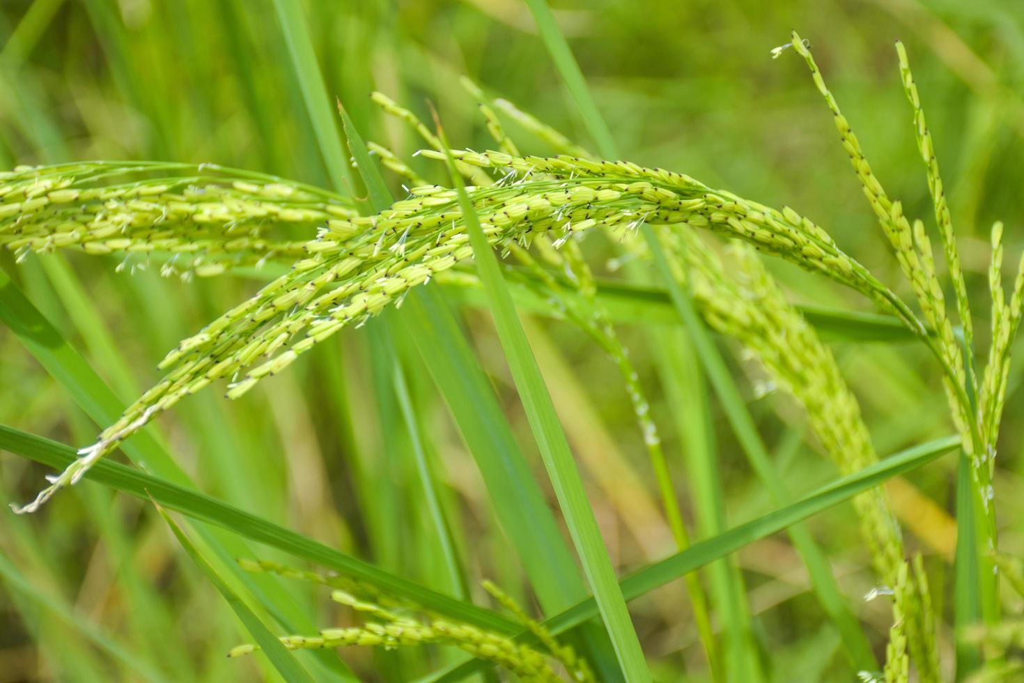 riso crescere selvaggiamente su un' bellissimo azienda agricola nel Tailandia foto