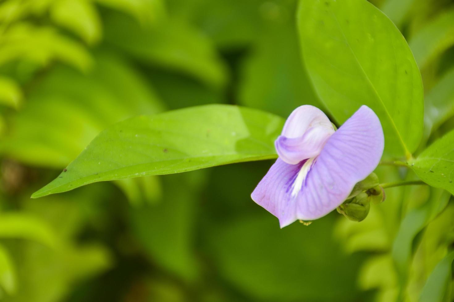 fioritura viola e bianca fiori selvatici e sfocato sfondo. foto