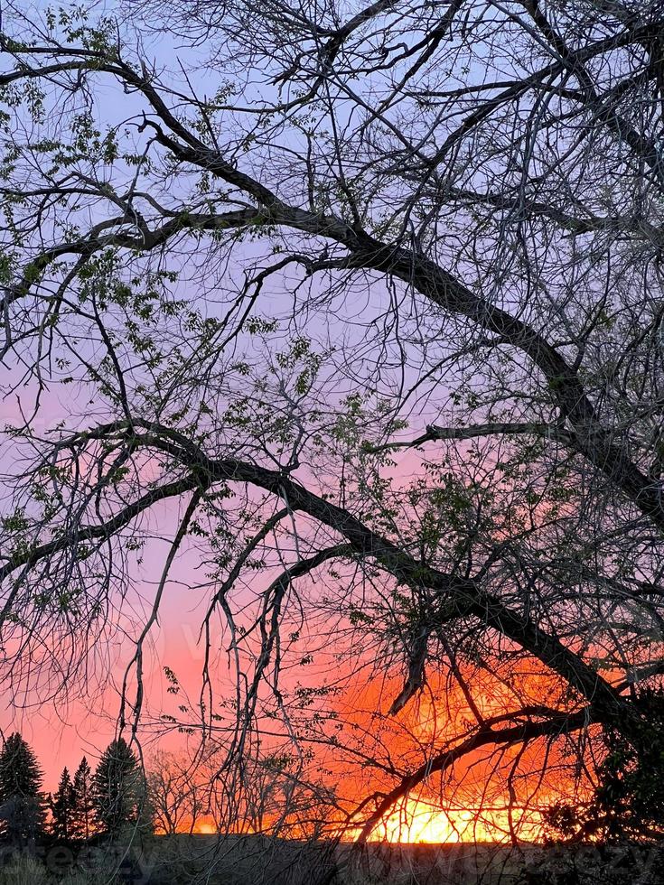 albero e tramonto foto