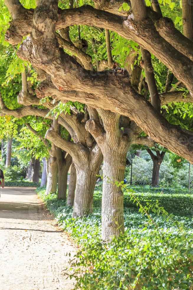 Visualizza per massiccio albero steli nel un' parco la zona nel Barcellona foto