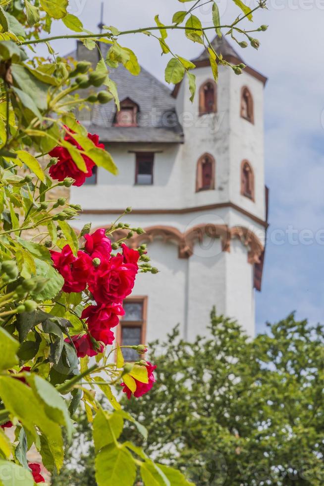 portriat di rosso Rose e eltville castello Torre nel sfondo durante giorno foto