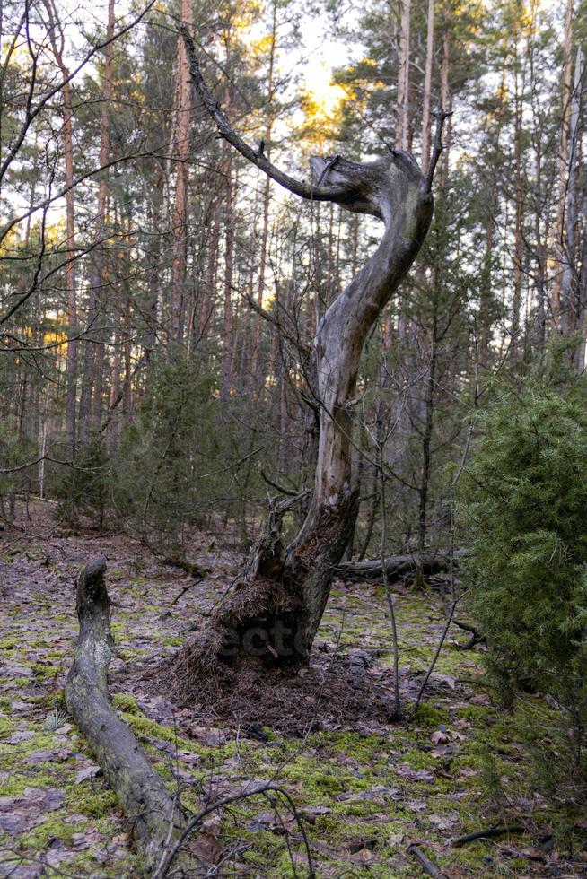 un vecchio rotto sta morendo albero nel il foresta è un' simbolo di vecchio età, energia e Morte foto