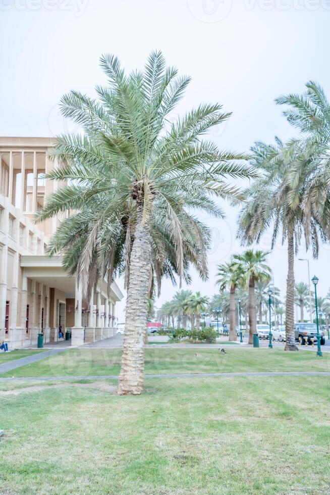 Kuwait città palma alberi nel il sooq sharq foto