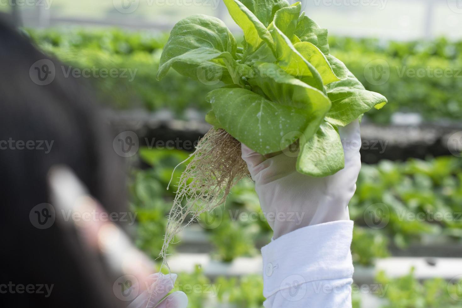 un' squadra di scienziati analisi impianti su verdura vassoi. idroponica processi nel il laboratorio agricolo ingegneri test pianta Salute nel industriale serre il donna è essere esaminato nel dettaglio. foto