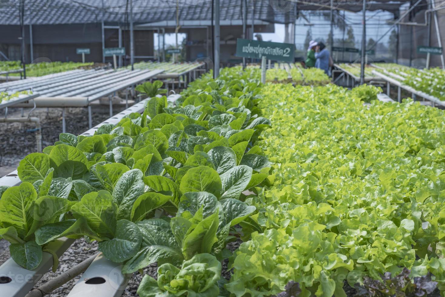 un' squadra di scienziati analisi impianti su verdura vassoi. idroponica processi nel il laboratorio agricolo ingegneri test pianta Salute nel industriale serre.i donna è essere esaminato nel dettaglio. foto