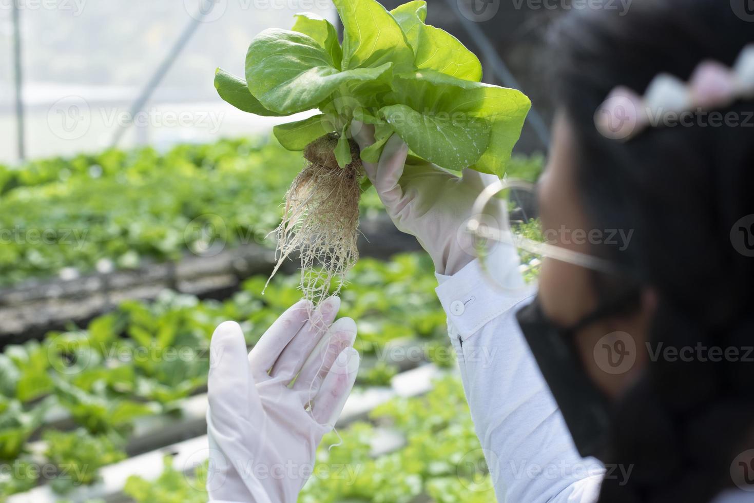 un' squadra di scienziati analisi impianti su verdura vassoi. idroponica processi nel il laboratorio agricolo ingegneri test pianta Salute nel industriale serre il donna è essere esaminato nel dettaglio. foto