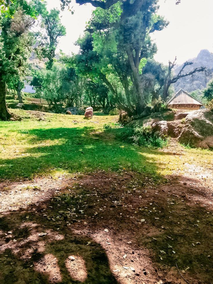 sotto il ombra di alberi foto