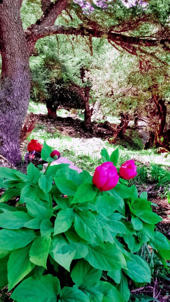 paeonia broteri è un' perenne, erbaceo specie di peonia. esso è un endemico specie di il settentrionale Marocco e iberico penisola pure foto