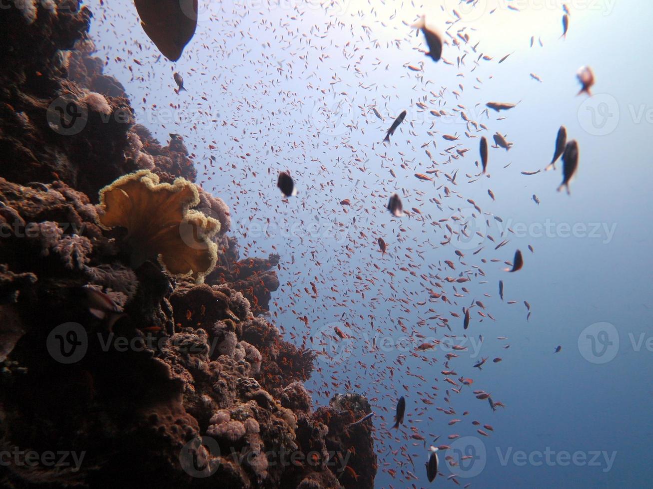 rosso mare pesce e corallo scogliera foto