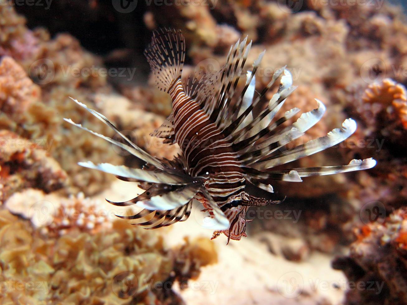 rosso mare gigante Leone pesce foto