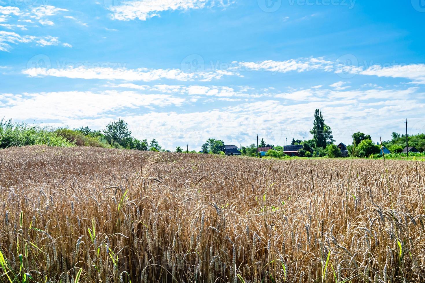 fotografia su tema grande Grano azienda agricola campo per biologico raccogliere foto