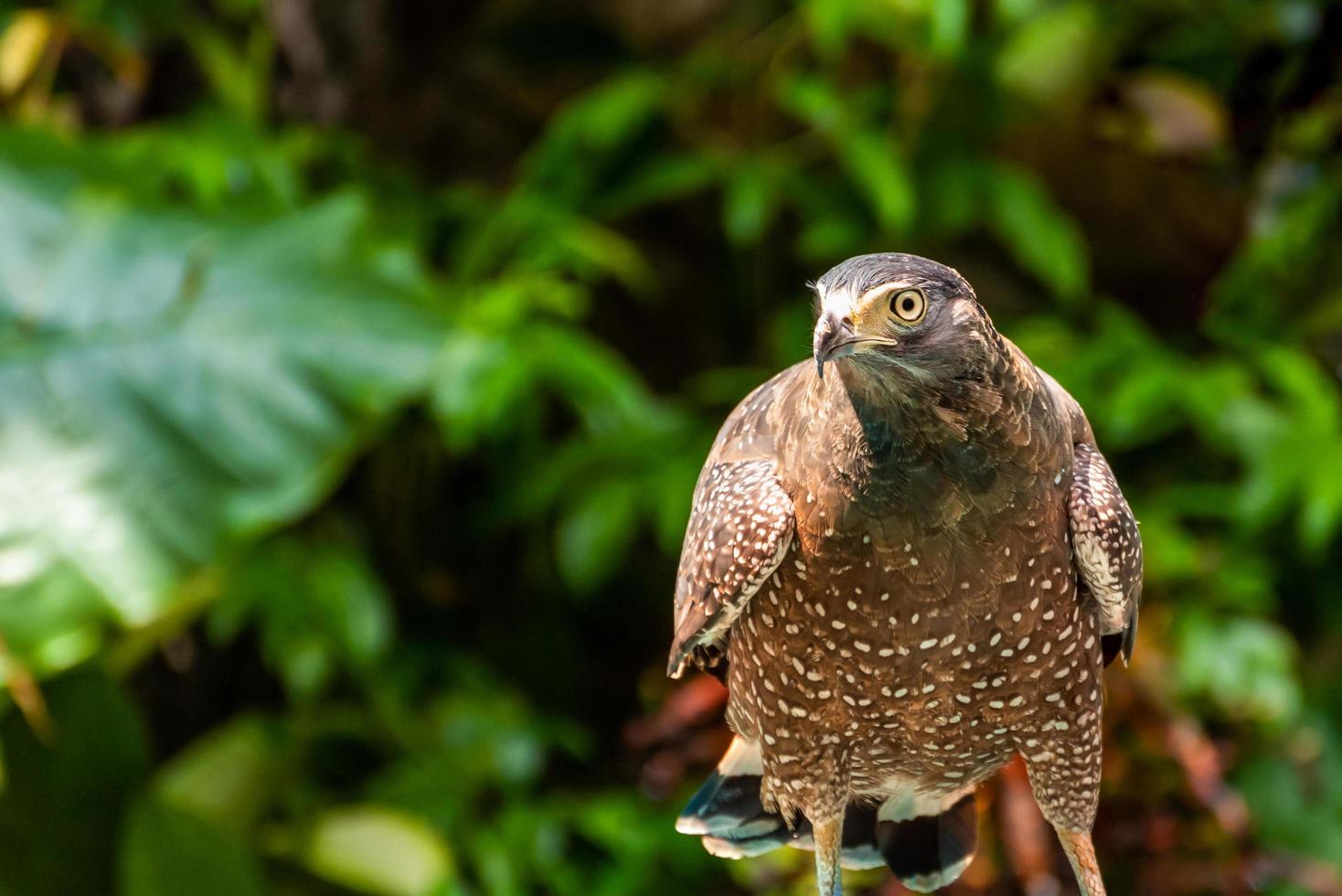 vicino su davanti Visualizza di il falco foto