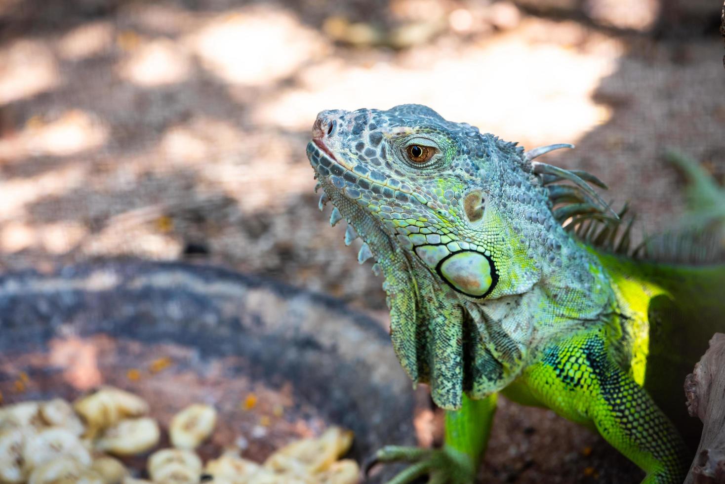 vicino su maschio verde iguana foto