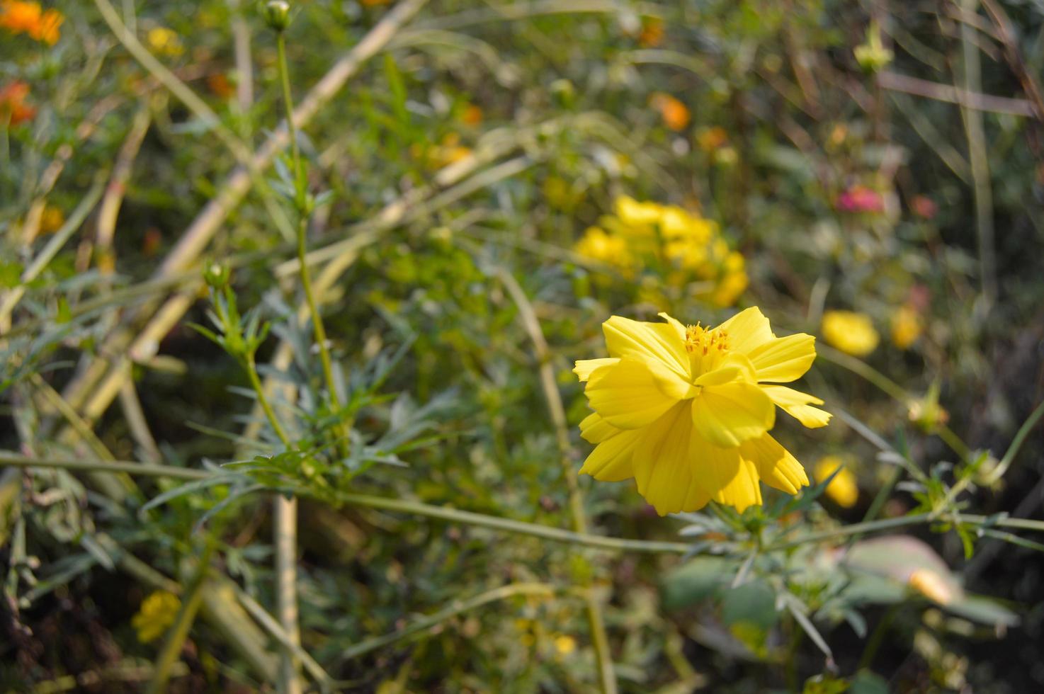 fiori fioritura nel il giardino foto