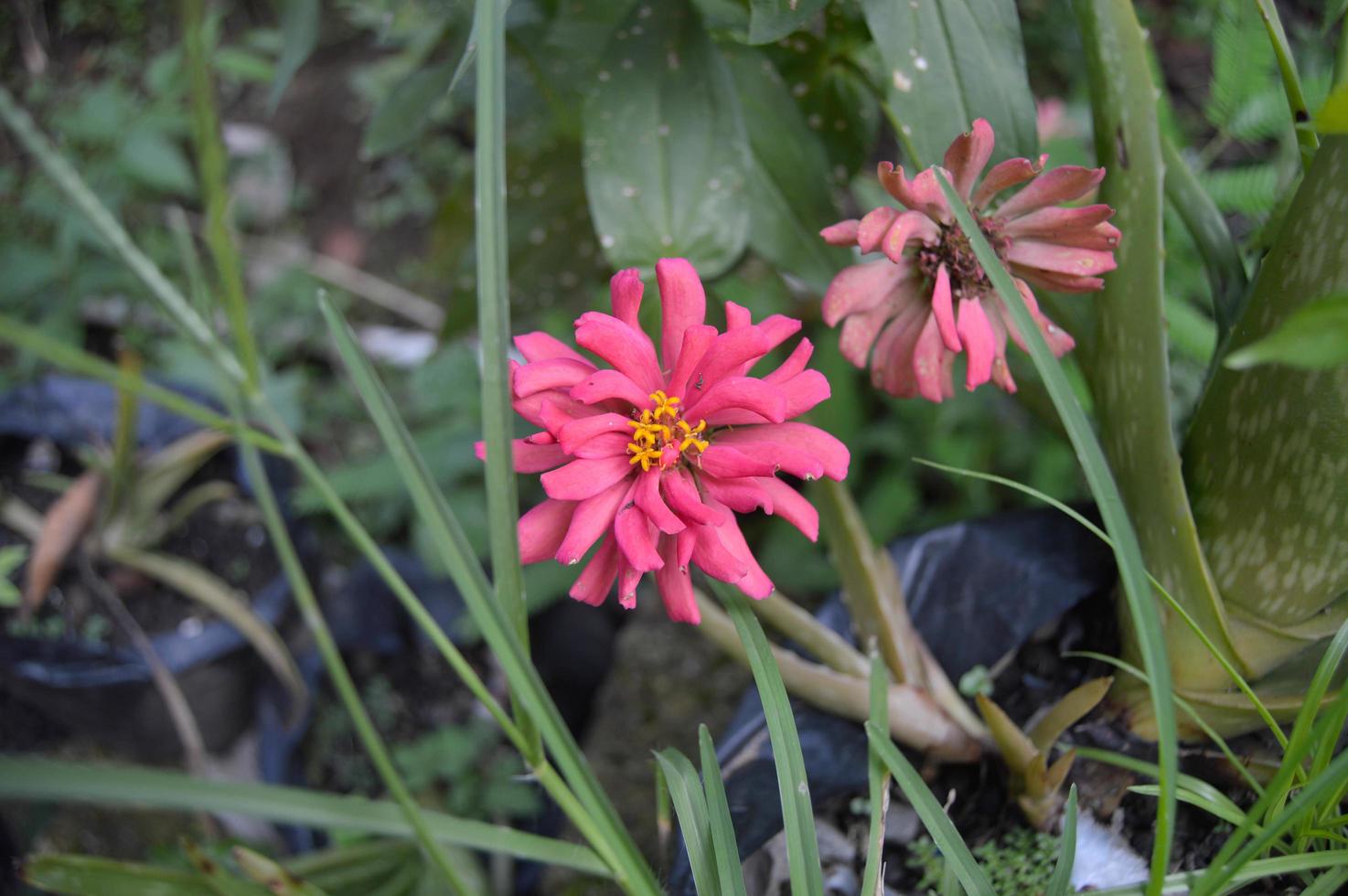 fiori fioritura nel il giardino foto