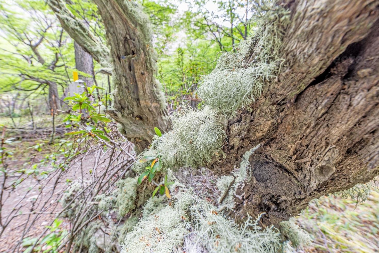 macro tiro di un' muschio coperto albero tronco nel un' foresta foto