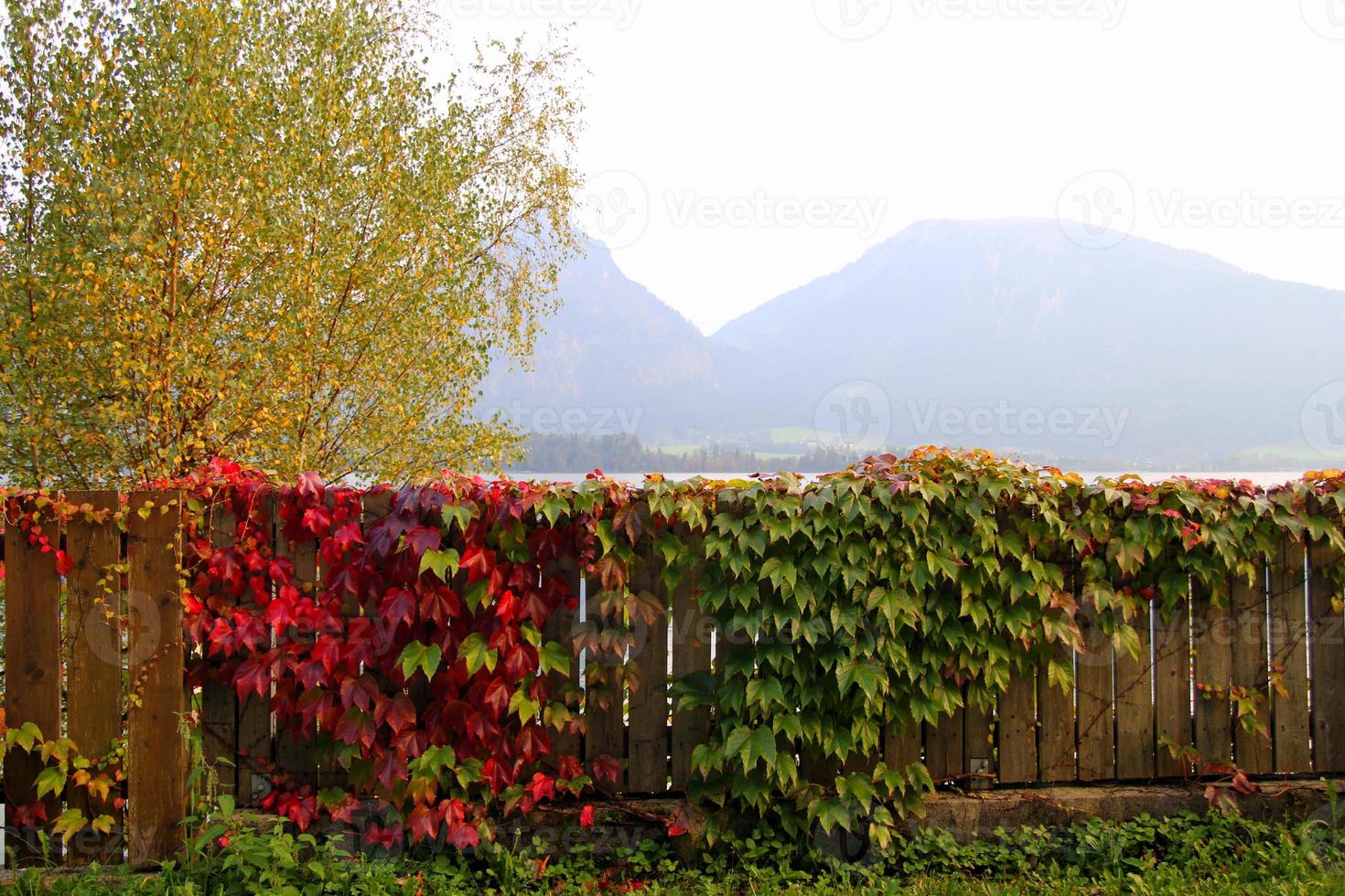 viaggio per sankt-wolfgang, Austria. il di legno recinto con verde e rosso le foglie di liana e con il montagne su il sfondo nel il soleggiato giorno. foto