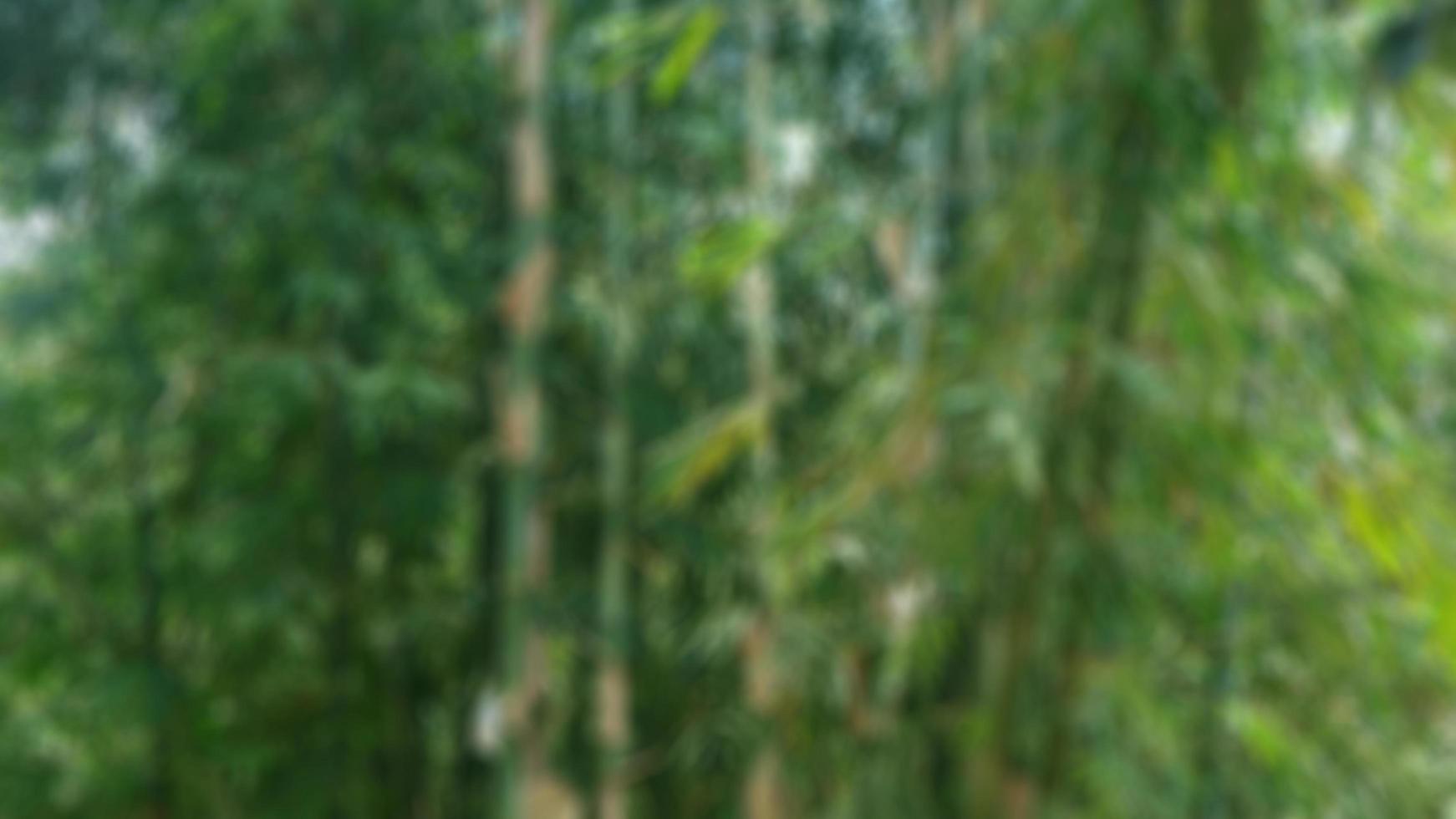 bambù alberi e bambù le foglie come il sfondo foto