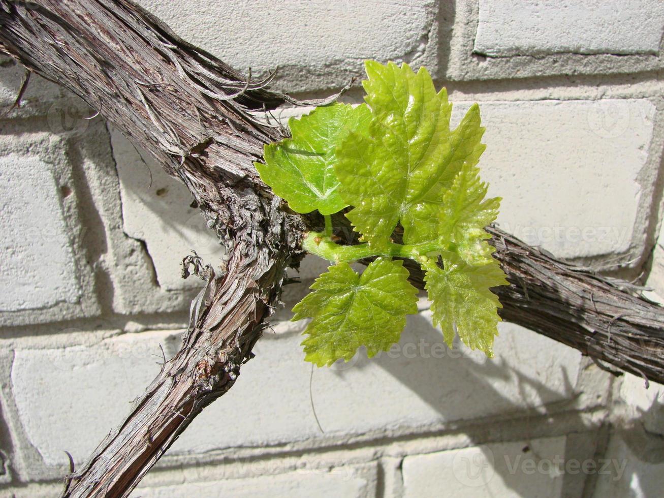 fioritura di un' vite. giovane rami di uva con peduncoli di per fioritura nel primavera foto