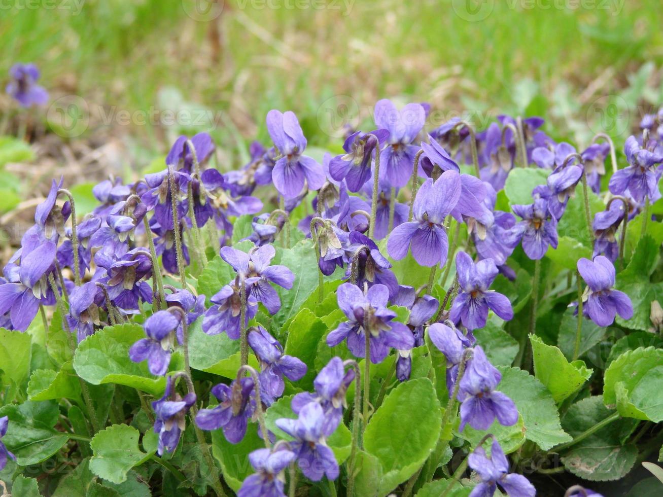 viola reichenbachiana. viola pianta con multicolore fiore. Comune Viola, viola tricolore, viola del pensiero fiori foto