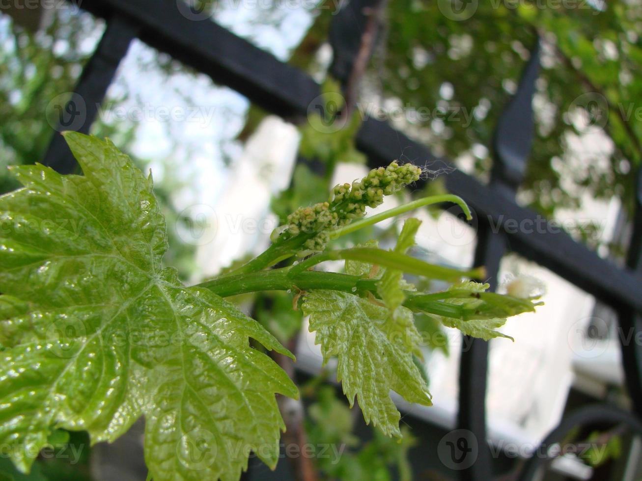 fioritura di un' vite. giovane rami di uva con peduncoli di per fioritura nel primavera foto