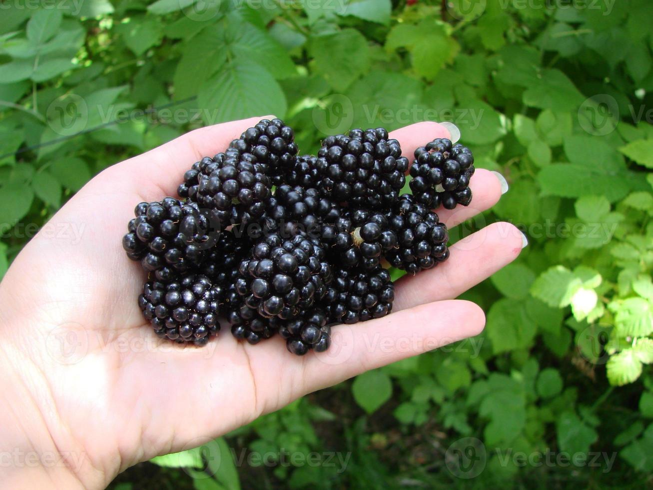 donne mani raccolta maturo more vicino su sparare con ciotola, pieno di frutti di bosco. mora - rami di fresco frutti di bosco nel il giardino. raccolta concetto. foto