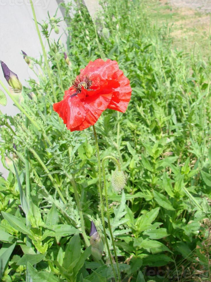 rosso papavero fiori con un' ape e Grano i campi su il sfondo. Comune papavero papaver rhoeas foto