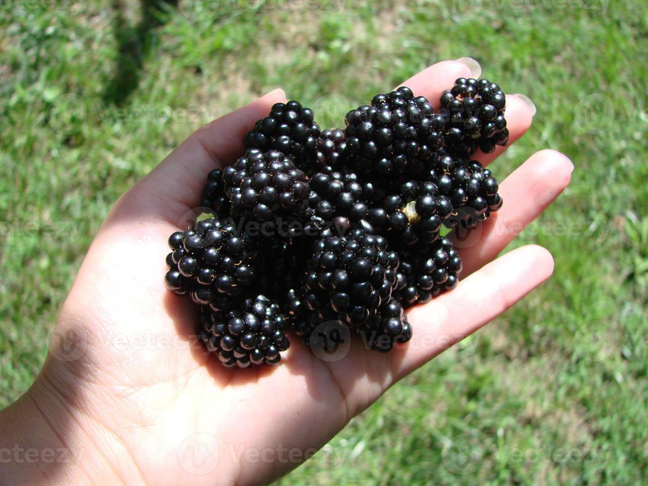 donne mani raccolta maturo more vicino su sparare con ciotola, pieno di frutti di bosco. mora - rami di fresco frutti di bosco nel il giardino. raccolta concetto. foto