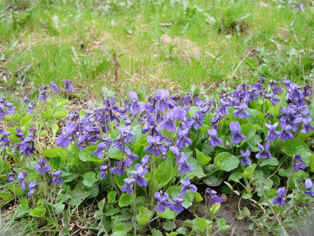 viola reichenbachiana. viola pianta con multicolore fiore. Comune Viola, viola tricolore, viola del pensiero fiori foto