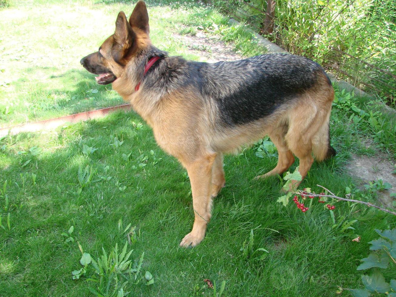 avvicinamento di un' Tedesco pastore cane con intelligente occhi e lingua sospeso fuori. il cane giochi e riposa foto