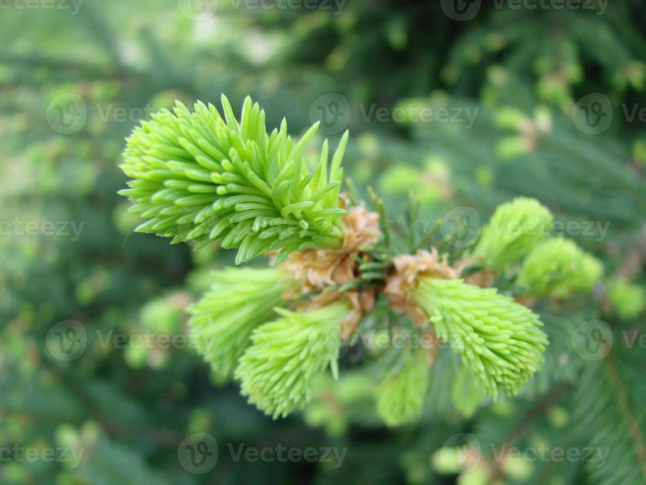 struttura di parete decorato verde pino abete rami, Natale decorazioni sfondo foto