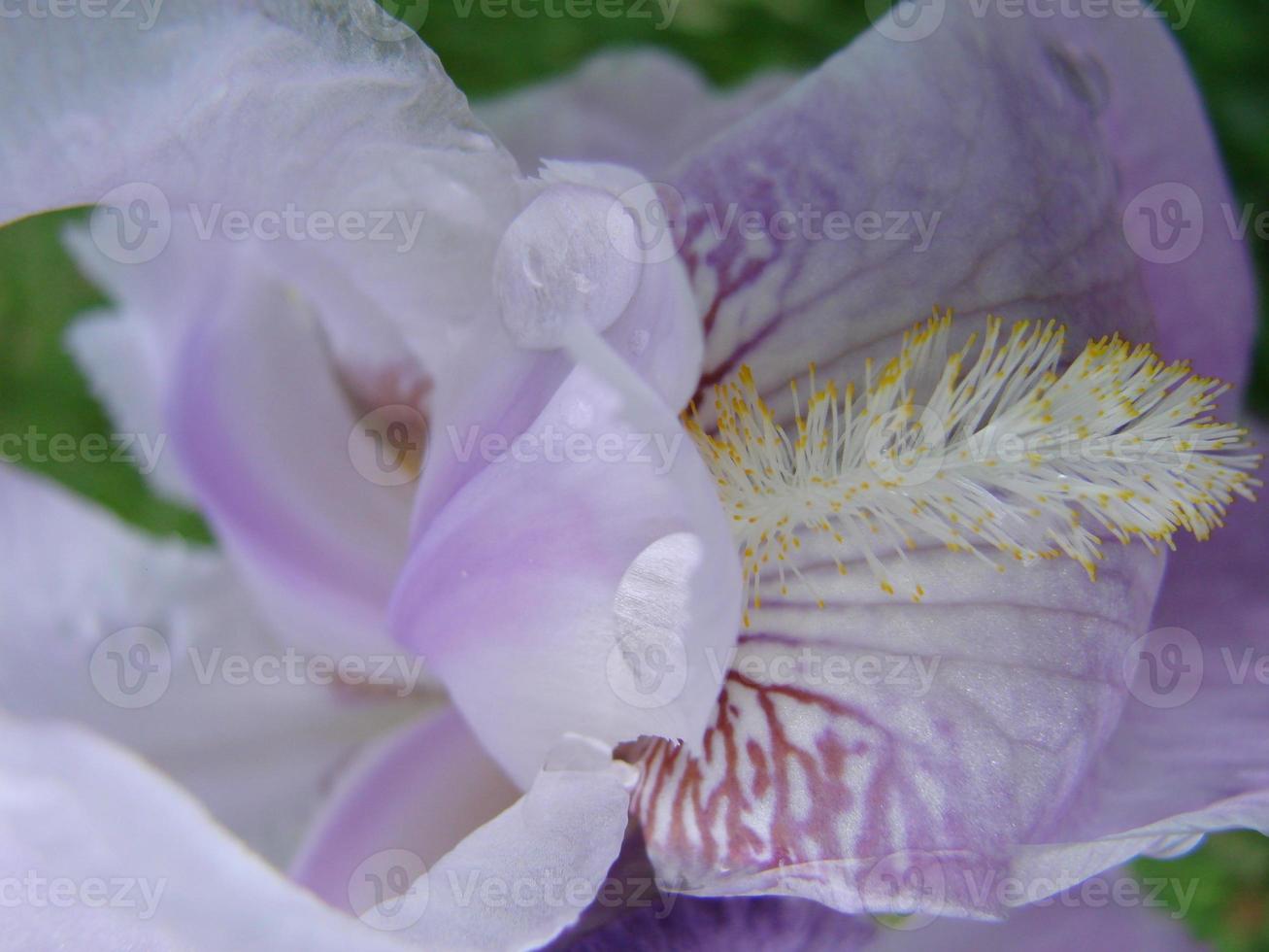 iris germanica. avvicinamento di fiore barbuto iris nel giardino. un' pianta con degno di nota fiori, giardino decorazione. foto